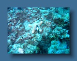 Helengeli 314